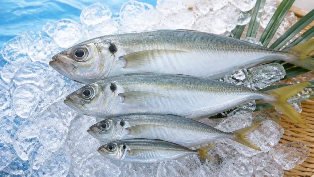アジの大きさは最大50cm｜豆アジ・小アジ・中アジ・大アジのサイズ基準と見分け方のアイキャッチ画像