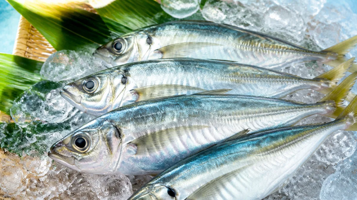 マアジの基本スペック｜標準30cm・最大50cmまで育つ身近な魚の解説画像