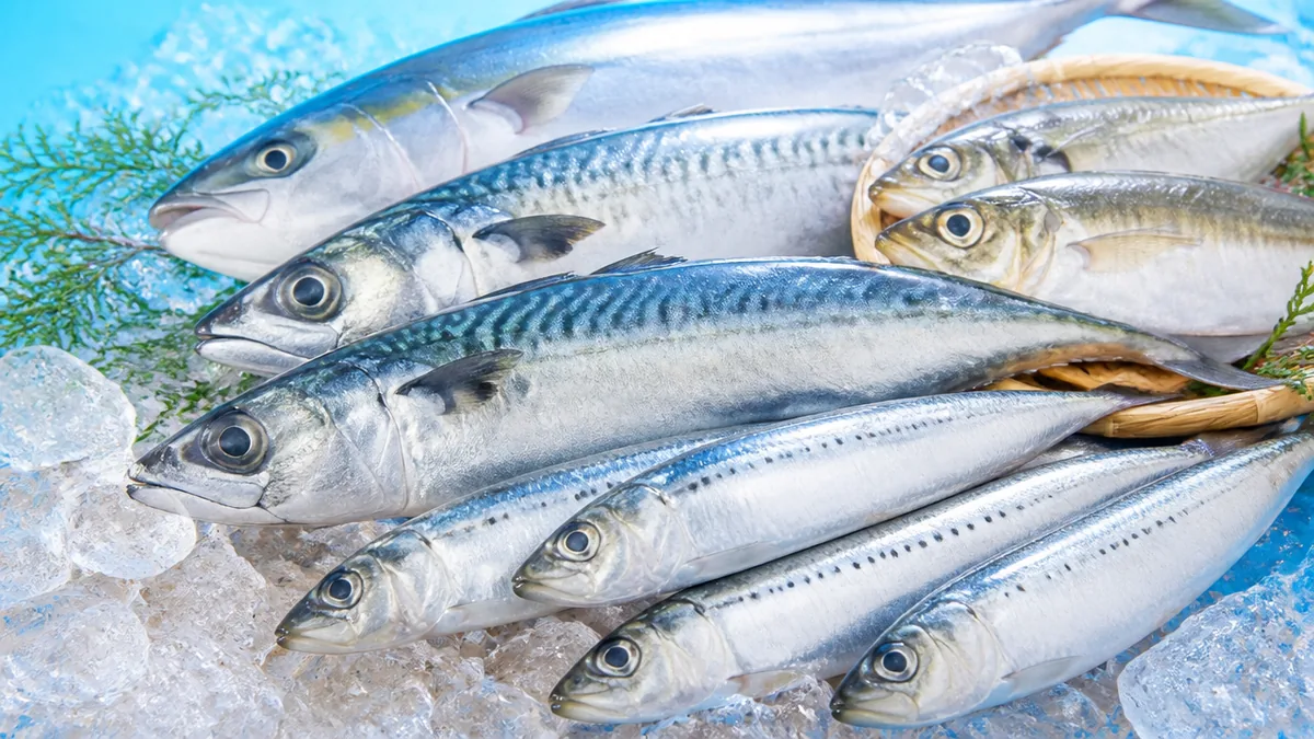 そもそも「青魚」とは？明確な定義がない理由と分類の考え方の解説画像