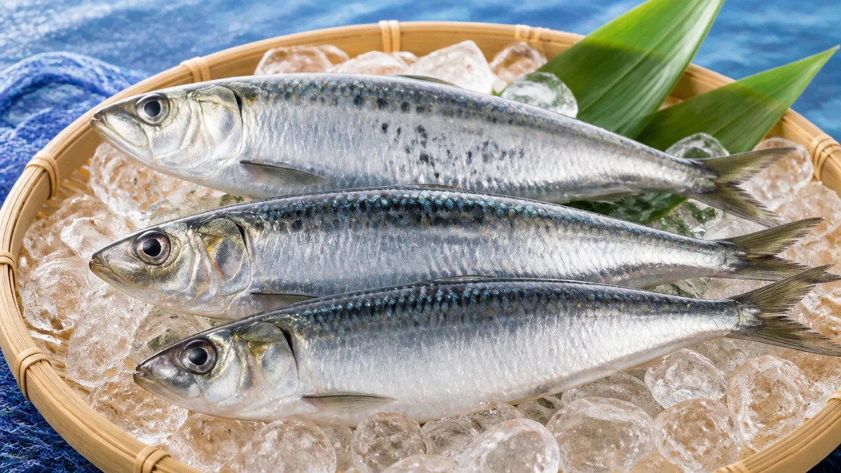 イワシは「3種類」が基本|分類と名前の由来を知ると見分けが一気にラクになるの解説画像