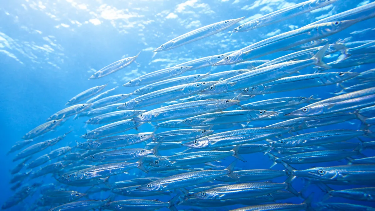 なぜサンマは不漁になった?海水温と暖水塊が変えた漁場の解説画像