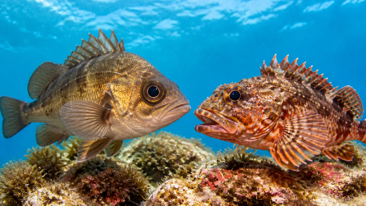 そもそも別の魚?分類と仲間を知ると見分けが早くなるの解説画像