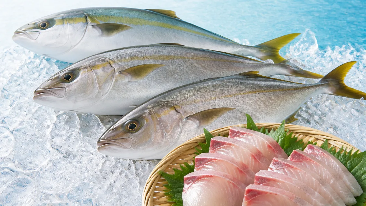 シオ(カンパチ若魚)とブリ・ヒラマサはどう見分ける?の解説画像