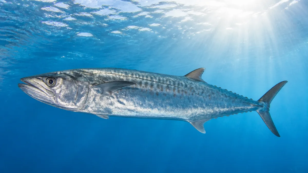 全長2.5mに達する大型魚｜サイズ・成長・生態をのぞくの解説画像