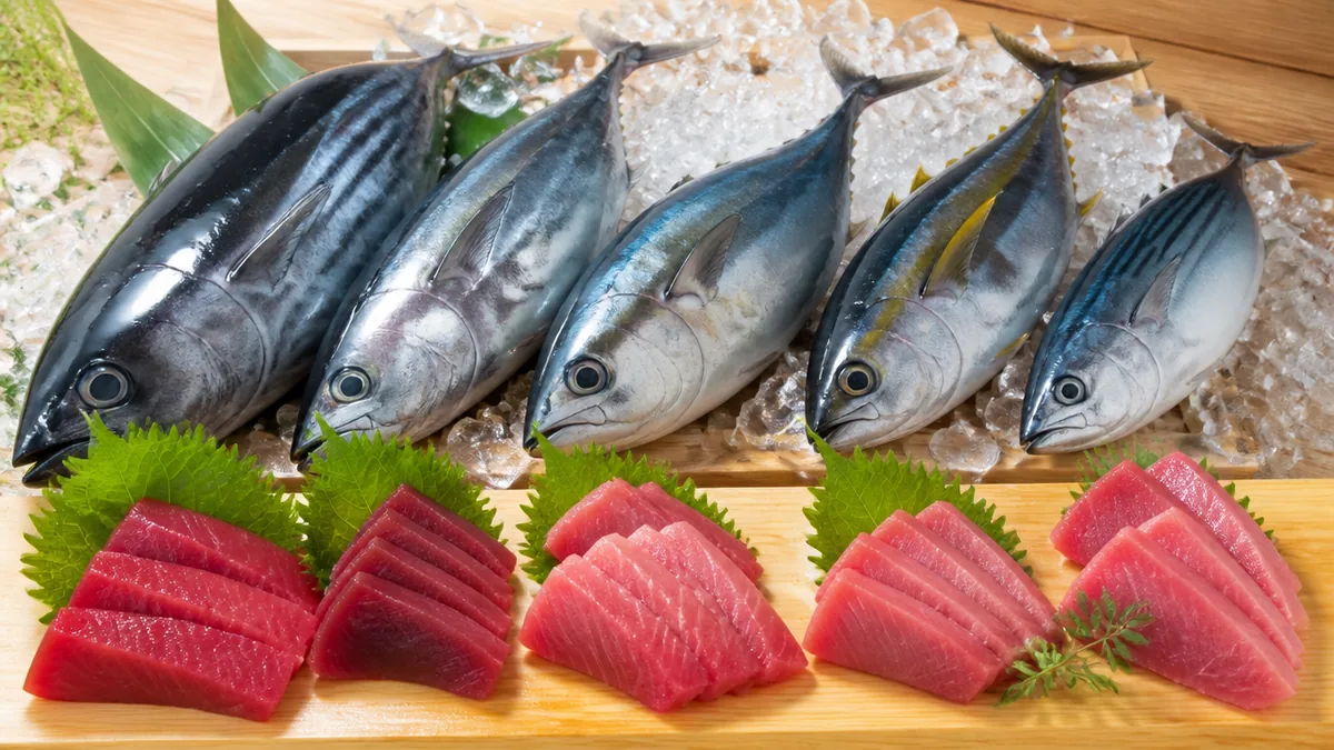 マグロだけで5つに分かれる｜クロ・ミナミ・メバチ・キハダ・ビンナガの違いの解説画像
