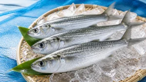 ボラ幼魚の呼び名は6段階で変わる｜ハク・オボコ・イナの見分け方と成長の秘密のアイキャッチ画像