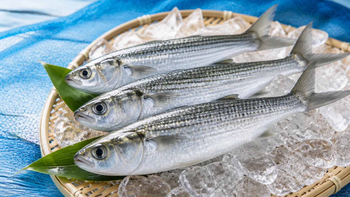 ボラ幼魚の呼び名は6段階で変わる｜ハク・オボコ・イナの見分け方と成長の秘密のアイキャッチ画像
