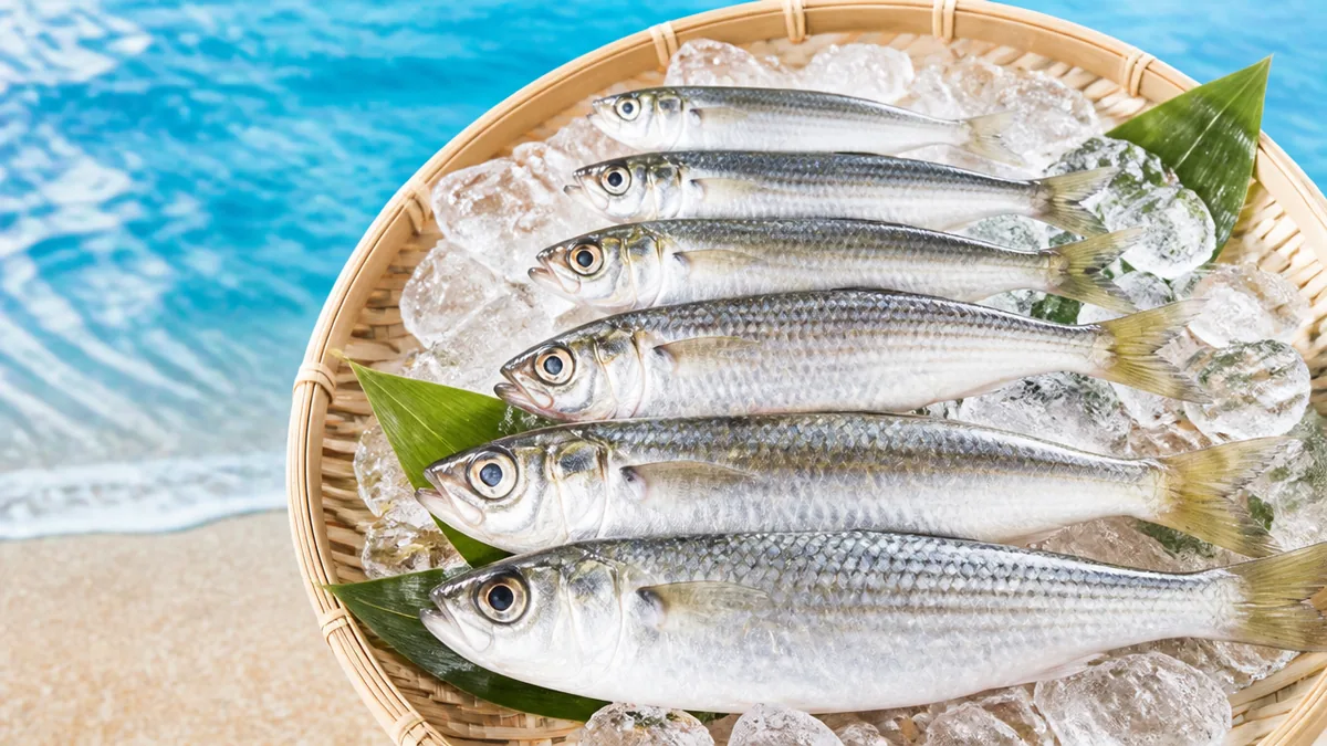 ボラ幼魚は出世魚｜ハクからトドまで6段階の名前を持つの解説画像