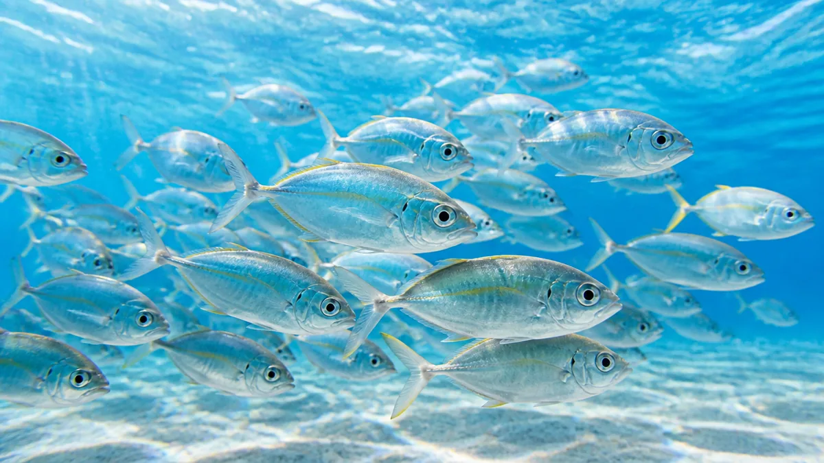 めっき魚とは？アジ科ヒラアジ類の幼魚をまとめて呼ぶ名前の解説画像