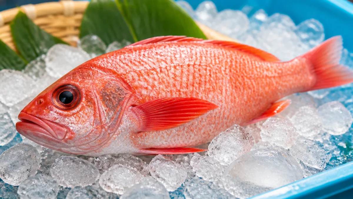 赤魚とはスーパーでおなじみの「赤い白身魚」の総称の解説画像