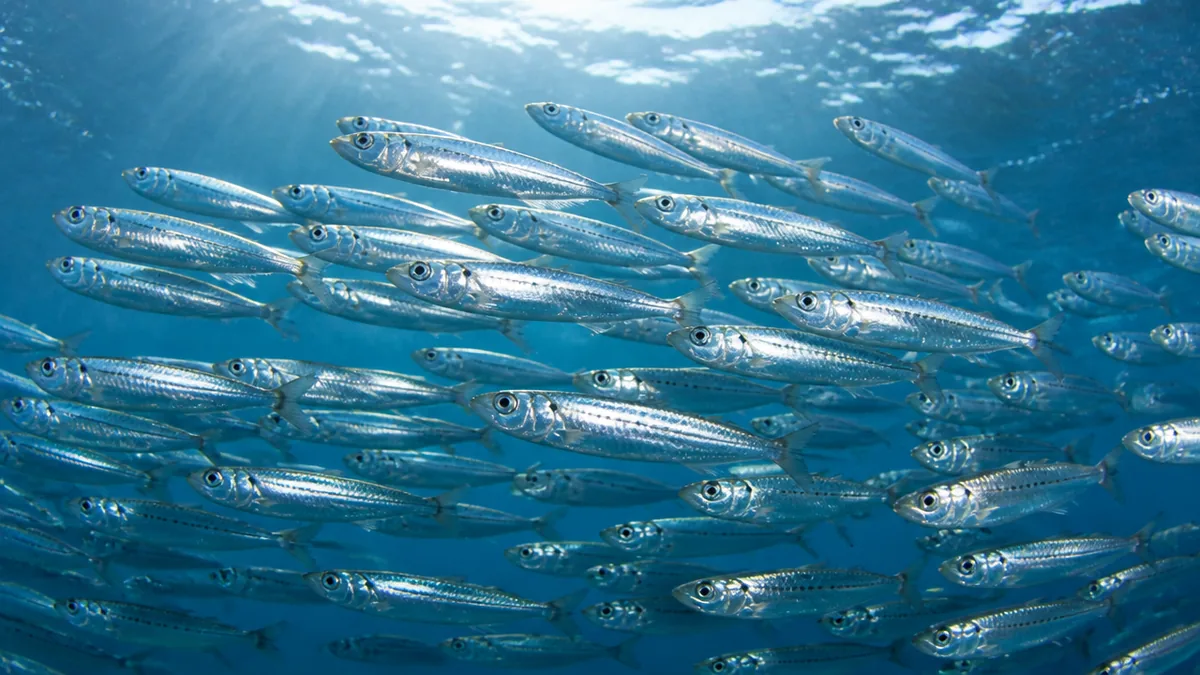 そもそも青魚とは何か｜いわしが代表格に挙げられる理由の解説画像