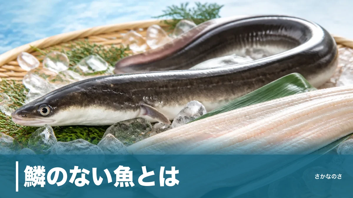 鱗のない魚とは？ウナギ・タチウオ・ナマズが体を守る意外な仕組みを徹底解説のアイキャッチ画像