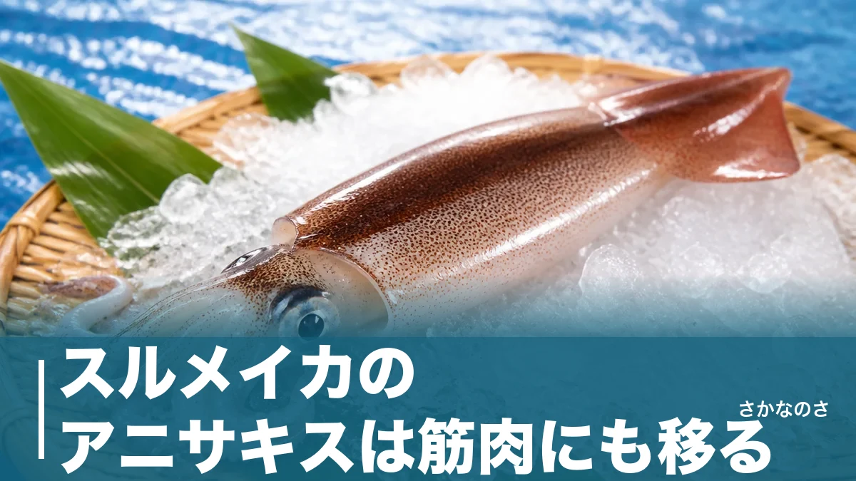 スルメイカのアニサキスは筋肉にも移る？-20℃冷凍24時間と加熱1分の安全ラインのアイキャッチ画像