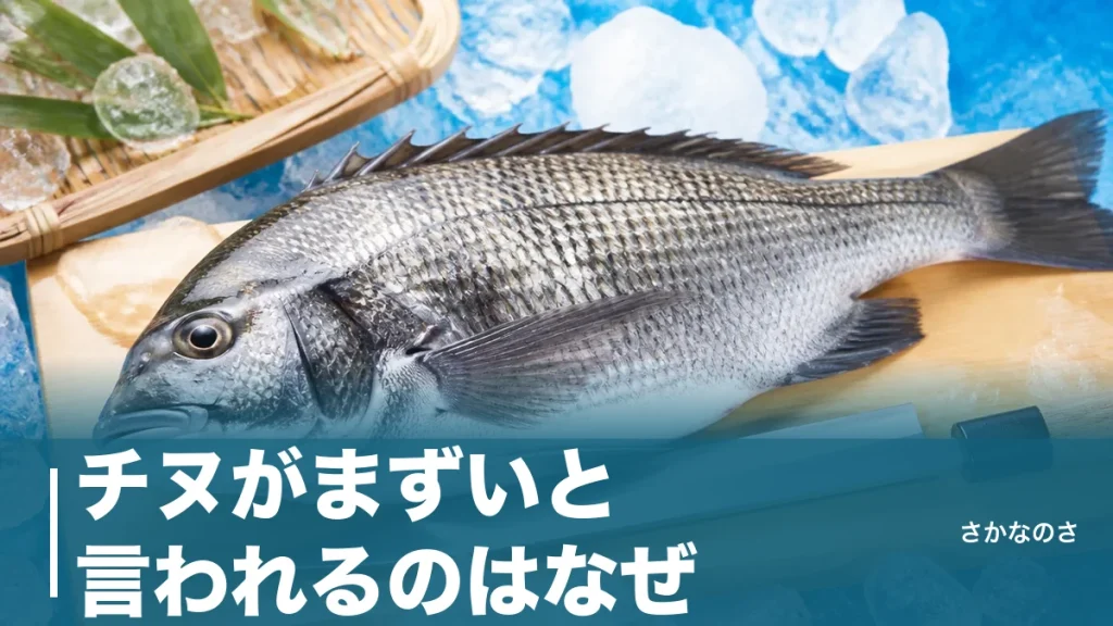 チヌがまずいと言われるのはなぜ？臭みの4つの原因と旨い個体を見分ける下処理を解説のアイキャッチ画像