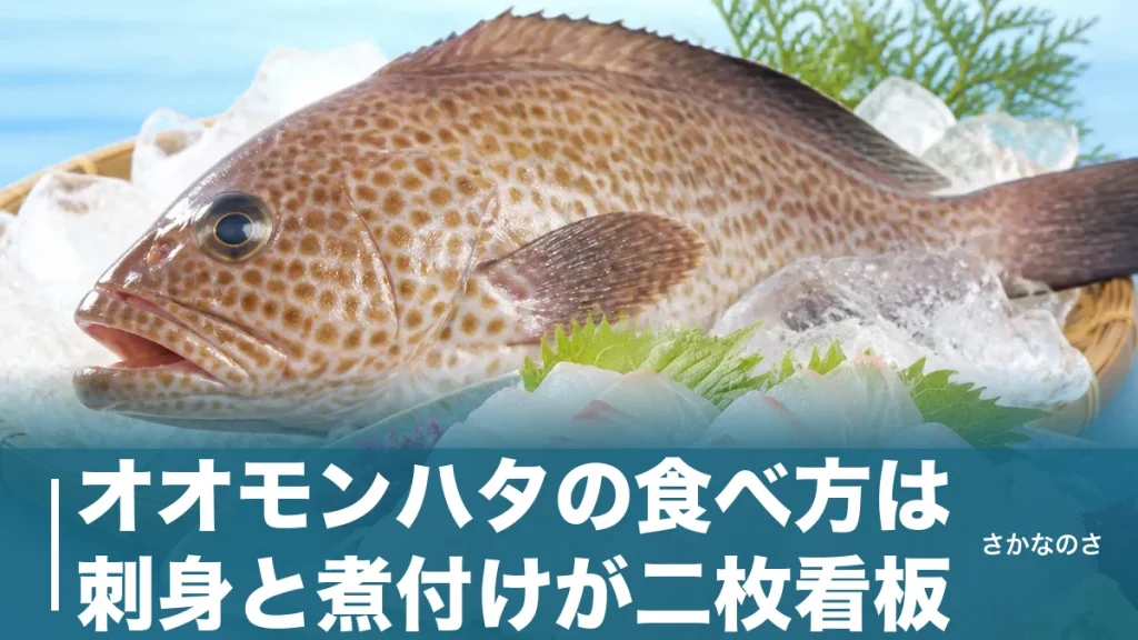 オオモンハタの食べ方は刺身と煮付けが二枚看板｜熟成2〜3日で甘みが増す高級白身の楽しみ方のアイキャッチ画像