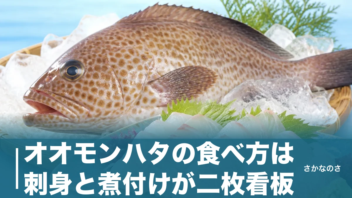 オオモンハタの食べ方は刺身と煮付けが二枚看板｜熟成2〜3日で甘みが増す高級白身の楽しみ方のアイキャッチ画像