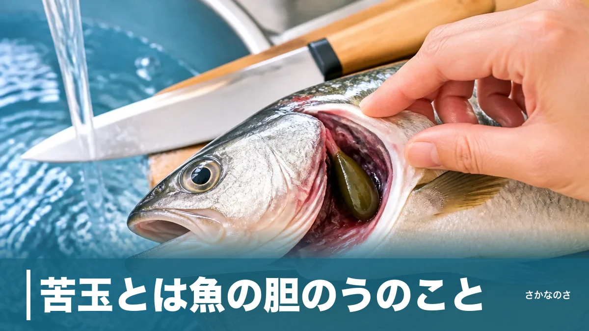 苦玉とは魚の胆のうのこと｜潰すと身が苦くなる正体と失敗しない取り方を丸ごと解説のアイキャッチ画像