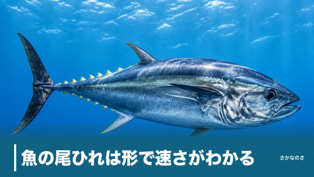 魚の尾ひれは形で速さがわかる｜マグロ80kmからカレイ1kmまで役割と種類を徹底解説のアイキャッチ画像