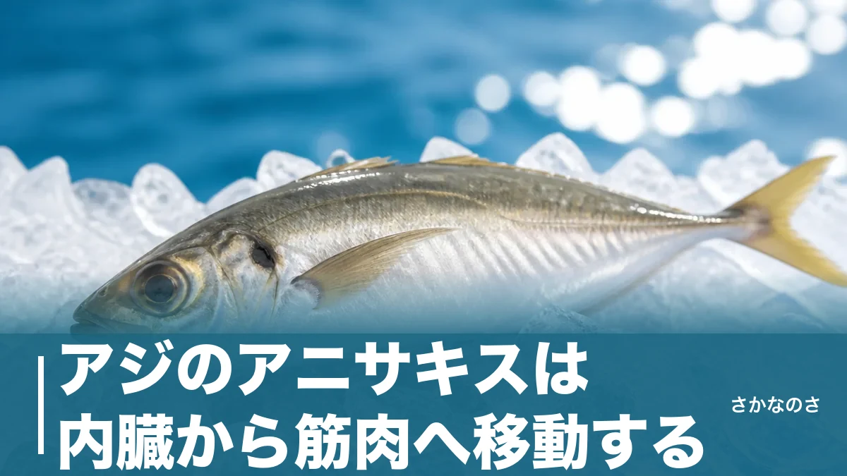 アジのアニサキスは内臓から筋肉へ移動する｜見つけ方と冷凍・加熱の安全ラインを解説のアイキャッチ画像