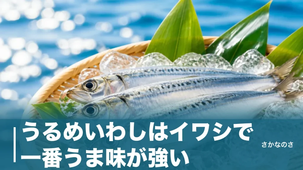 うるめいわしはイワシで一番うま味が強い｜3種の見分け方と旬・栄養・食べ方を丸ごと解説のアイキャッチ画像