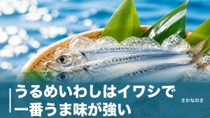 うるめいわしはイワシで一番うま味が強い｜3種の見分け方と旬・栄養・食べ方を丸ごと解説のアイキャッチ画像