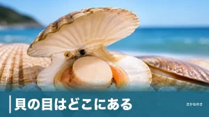 貝の目はどこにある？ホタテは最大200個・アサリは水管が正体だった意外な真実のアイキャッチ画像