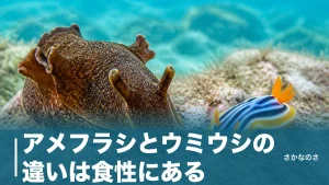 アメフラシとウミウシの違いは食性にある｜見た目・分類・毒・食べ方を7つの視点で解説のアイキャッチ画像
