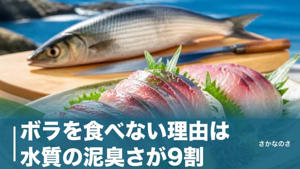 ボラを食べない理由は水質の泥臭さが9割｜きれいな海の寒ボラが刺身で絶品になる条件のアイキャッチ画像