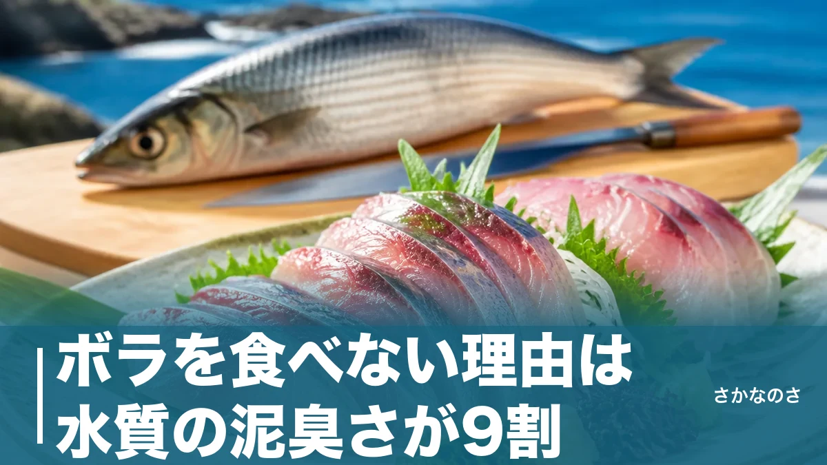 ボラを食べない理由は水質の泥臭さが9割｜きれいな海の寒ボラが刺身で絶品になる条件のアイキャッチ画像