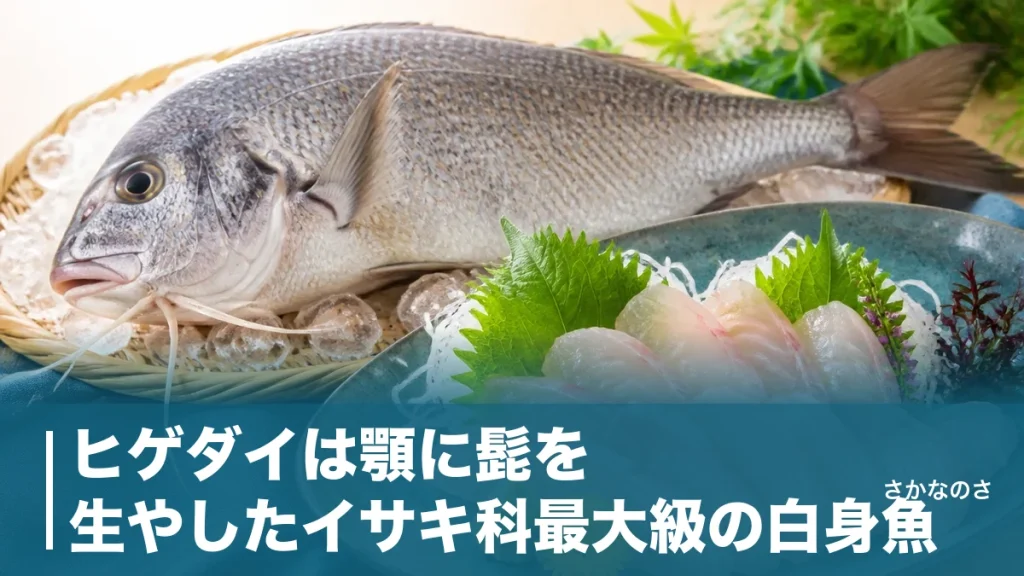 ヒゲダイは顎に髭を生やしたイサキ科最大級の白身魚｜刺身が絶品な珍魚の見分け方・旬・食べ方を解説のアイキャッチ画像