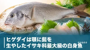 ヒゲダイは顎に髭を生やしたイサキ科最大級の白身魚｜刺身が絶品な珍魚の見分け方・旬・食べ方を解説のアイキャッチ画像