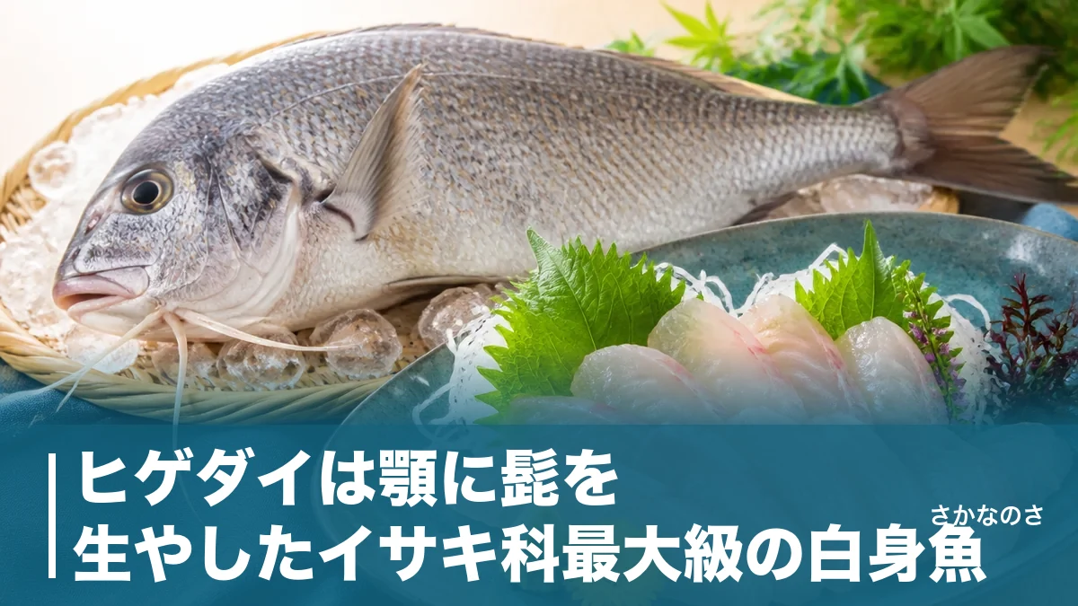 ヒゲダイは顎に髭を生やしたイサキ科最大級の白身魚｜刺身が絶品な珍魚の見分け方・旬・食べ方を解説のアイキャッチ画像