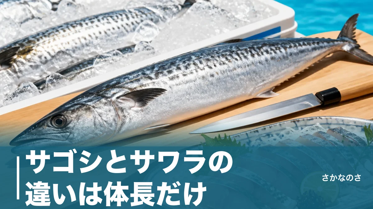 サゴシとサワラの違いは体長だけ｜同じ魚なのに味も値段も2倍変わる理由のアイキャッチ画像