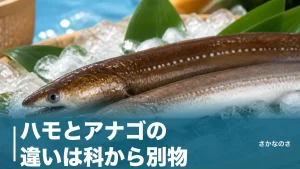 ハモとアナゴの違いは科から別物｜歯・骨・旬・栄養を7つの視点で徹底比較のアイキャッチ画像