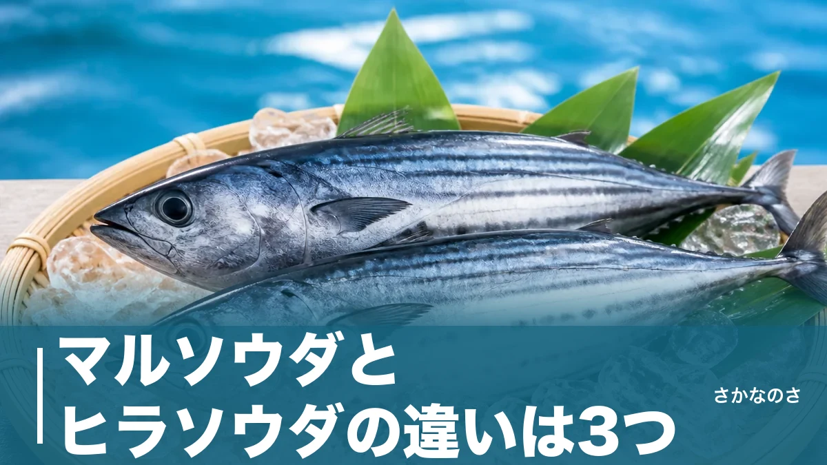 マルソウダとヒラソウダの違いは3つ｜見分け方・旬・刺身で美味いのはどっちを徹底解説のアイキャッチ画像