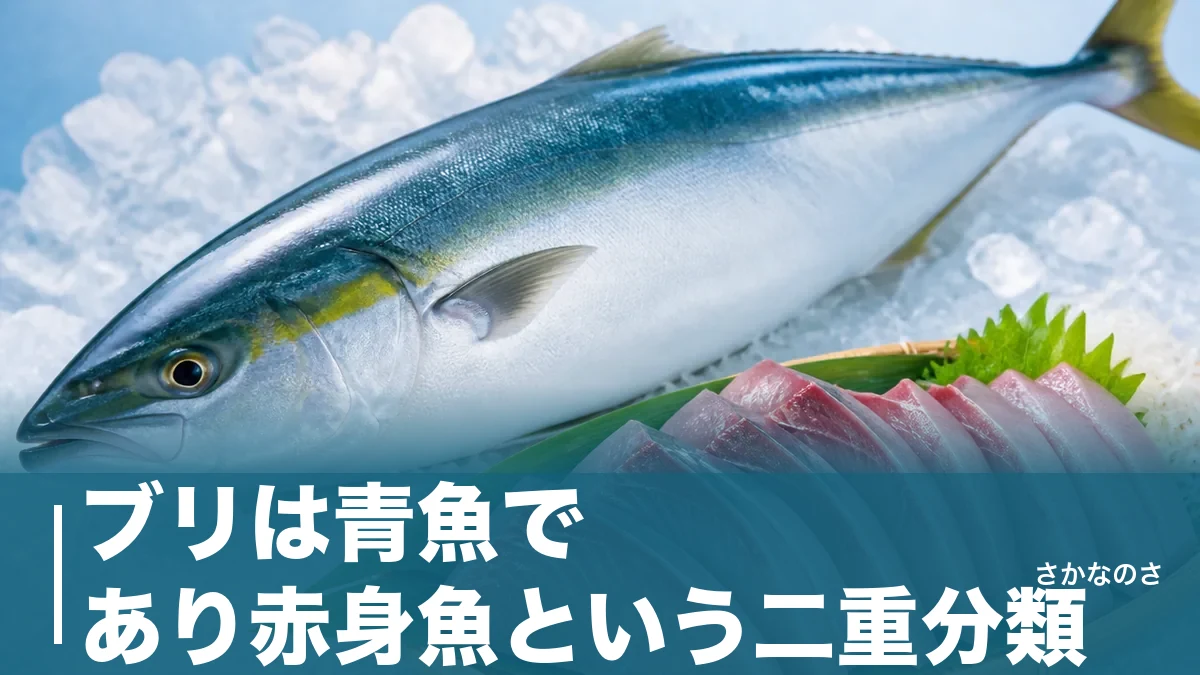 ブリは青魚であり赤身魚という二重分類｜背が青いのに青魚と呼ばれにくい理由を解説のアイキャッチ画像