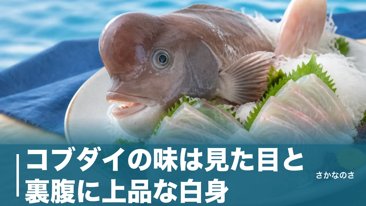 コブダイの味は見た目と裏腹に上品な白身｜旬・刺身・食べ方まで丸ごと解説のアイキャッチ画像