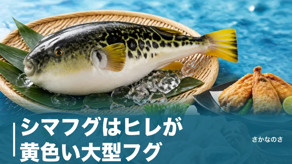 シマフグはヒレが黄色い大型フグ｜トラフグとの違い・旬・食べ方・毒のある部位を丸ごと解説のアイキャッチ画像