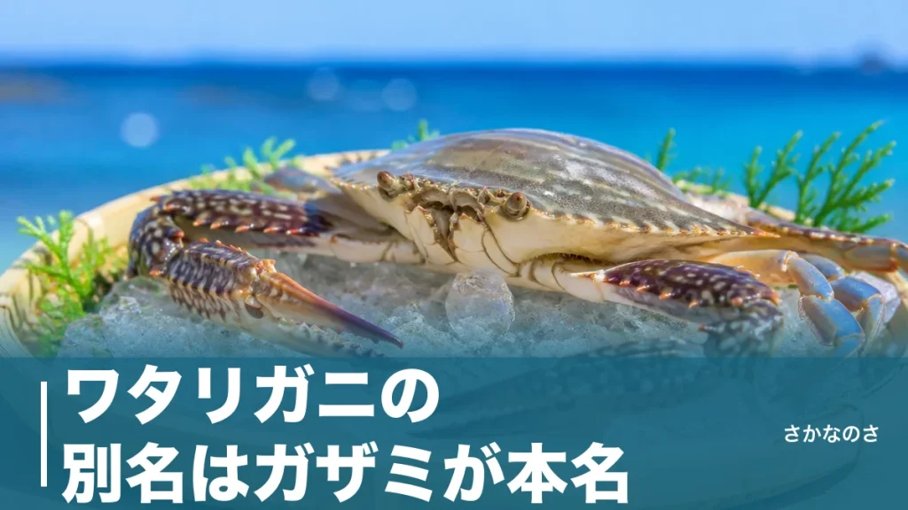 ワタリガニの別名はガザミが本名｜地域で変わる呼び名と仲間のカニまで丸ごと解説のアイキャッチ画像