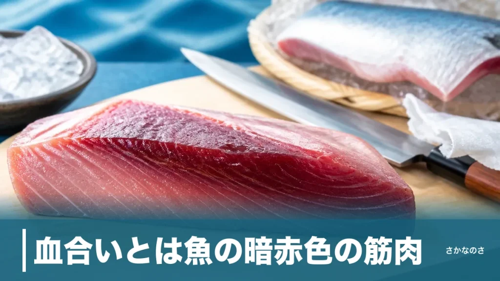 血合いとは魚の暗赤色の筋肉｜栄養・臭み取り・魚種で変わる量の違いを丸ごと解説のアイキャッチ画像
