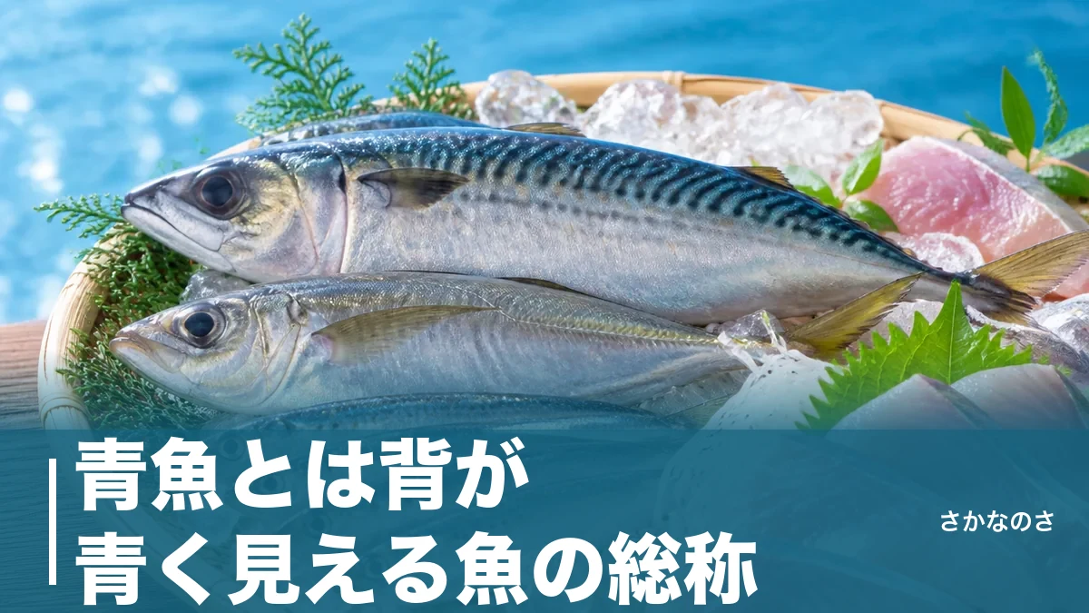 青魚とは背が青く見える魚の総称｜定義・赤身魚との違い・代表種を解説のアイキャッチ画像