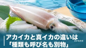アカイカと真イカの違いは「種類も呼び名も別物」｜回転寿司で迷わない見分け方を解説のアイキャッチ画像