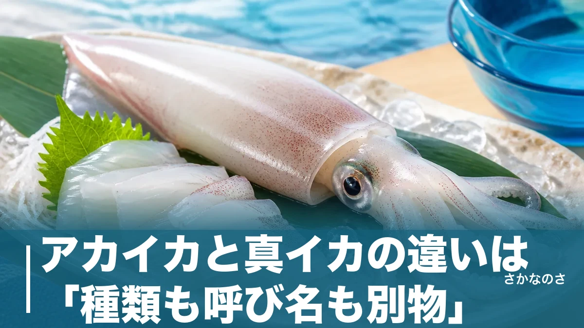 アカイカと真イカの違いは「種類も呼び名も別物」｜回転寿司で迷わない見分け方を解説のアイキャッチ画像