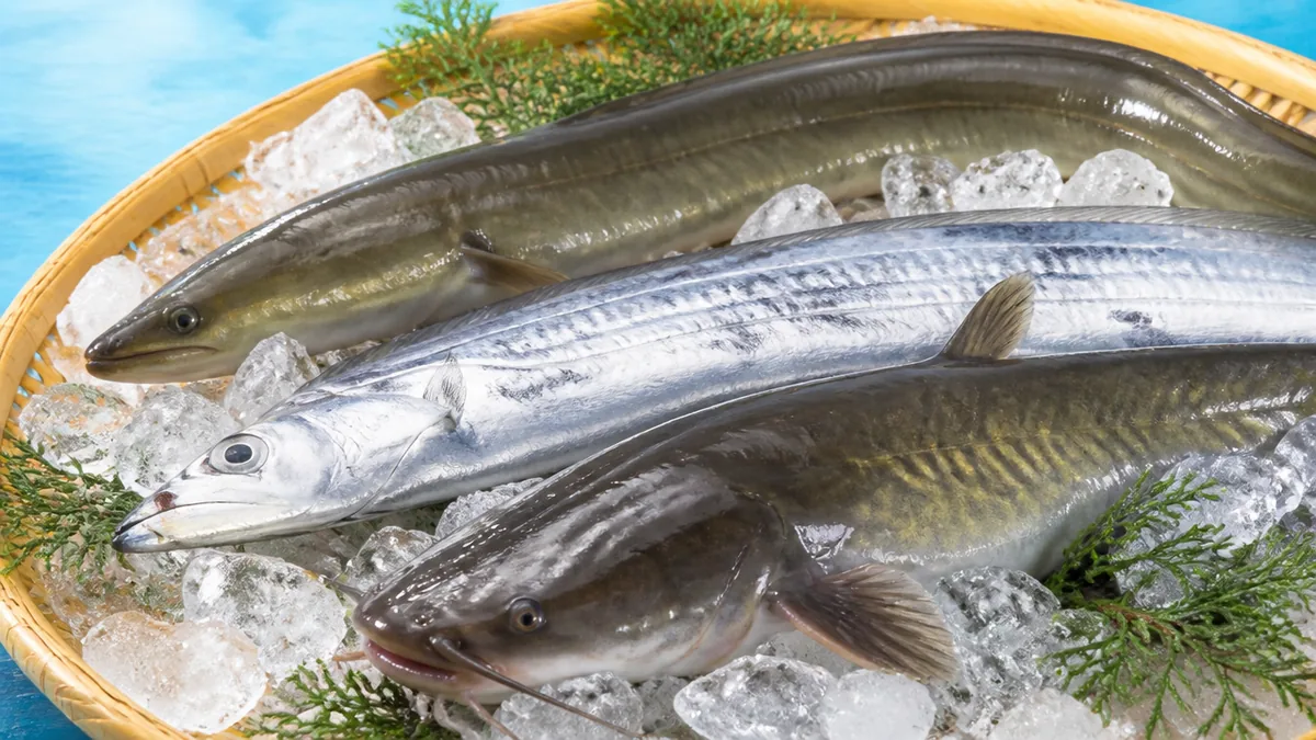 代表的な鱗のない魚を種類別に徹底紹介の解説画像