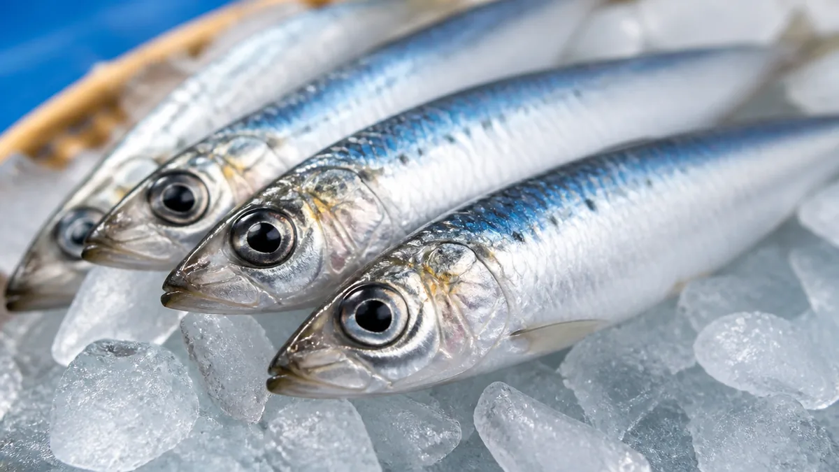 うるめいわしはニシン科の青魚|名前は「潤んだ大きな目」に由来するの解説画像