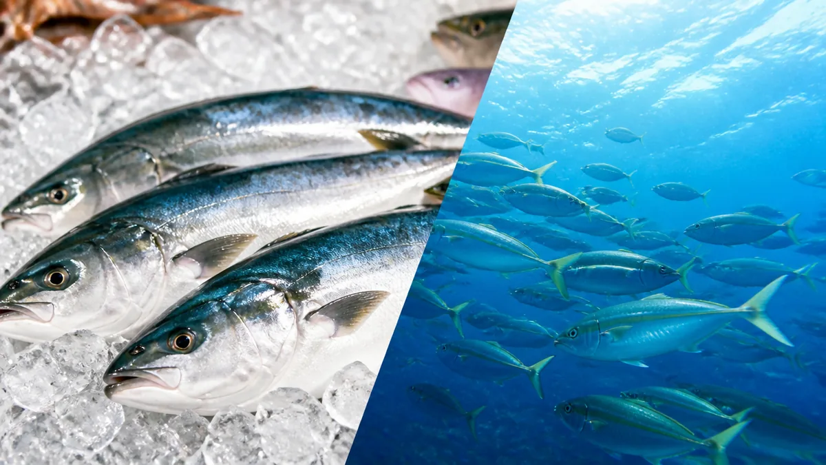 青物とは青魚とどう違う?混同されやすい2語を整理の解説画像