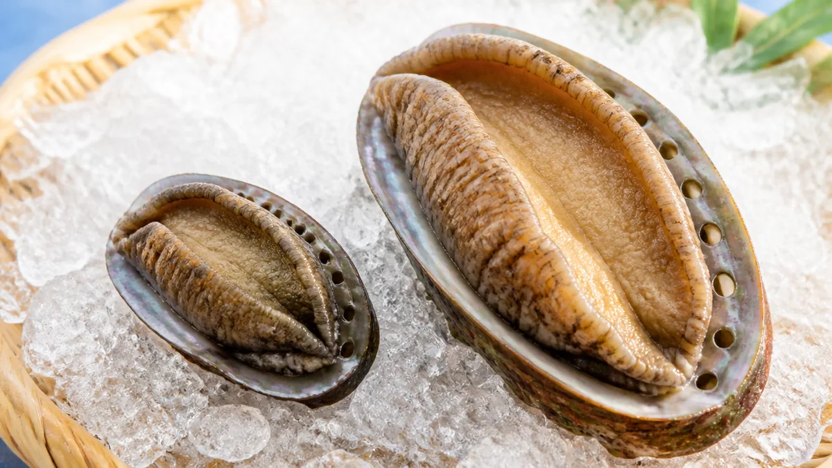 トコブシとアワビの違いは「大きさ・殻の穴・値段」の3点でほぼ見抜けるの解説画像