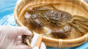 モクズガニの下処理は泥抜き3日が肝心｜砂噛みを防ぐ洗い方と肺吸虫を防ぐ加熱の鉄則のアイキャッチ画像