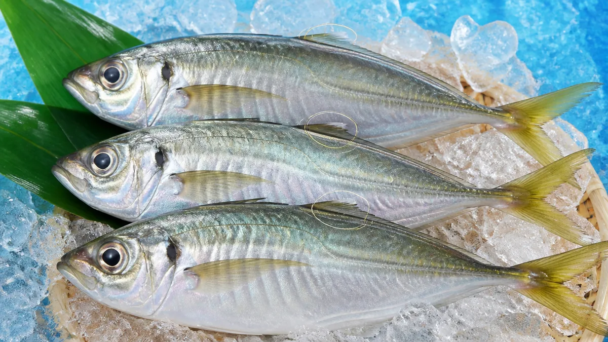アジの種類でぜいごの数が違う｜見分けにも使えるの解説画像