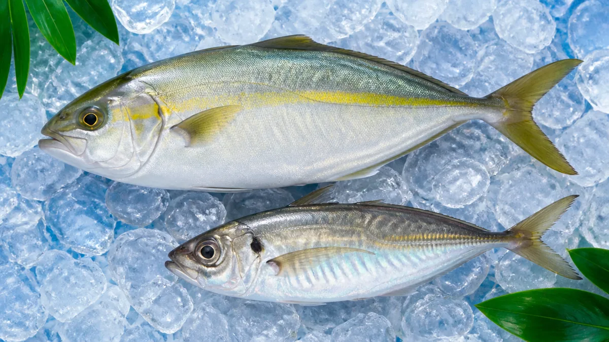 シマアジとアジ(マアジ)は別属の魚|まず知りたい3つの基本の違いの解説画像